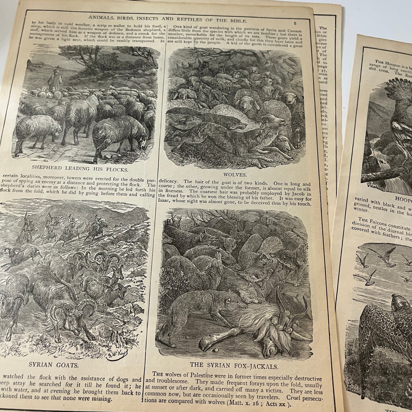 Natural History of the Bible Animals Birds Trees Plants 1892 Book Engravings TK2