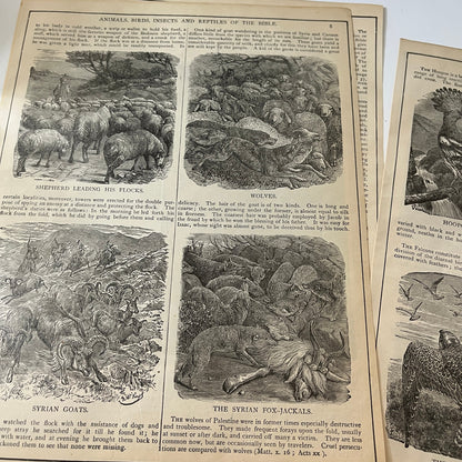 Natural History of the Bible Animals Birds Trees Plants 1892 Book Engravings TK2