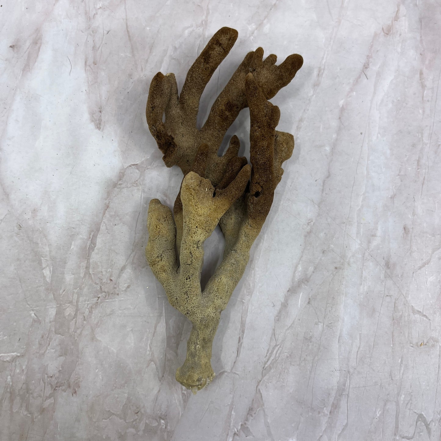 Vintage Dead Man's Fingers Ocean Sea Sponge 8" Long TG7