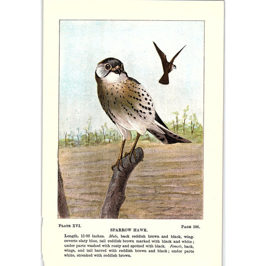 Sparrow Hawk Bird 1901 Original Color Engraving Plate AF3-12