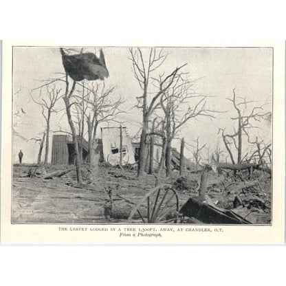 Chandler OK Carpet Lodged in Tree After Tornado 1897 Victorian Photo AE9-TS4