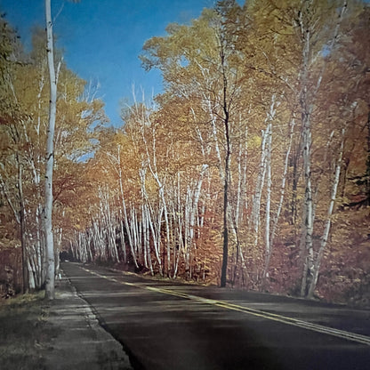 Shelburne Birches White Mountains New Hampshire 12x16" Art Print FL1