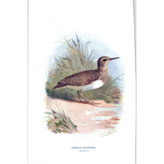Common Sandpiper Bird 1903 Original Color Engraving Plate Print AD8-B6