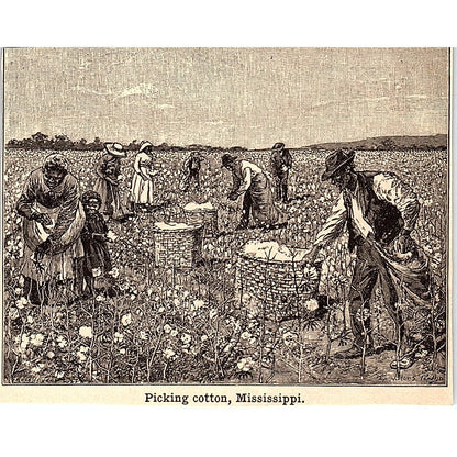 Sharecroppers Freedmen Picking Cotton in Mississippi 3x4" 1901 Engraving AF6-M12