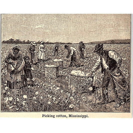 Sharecroppers Freedmen Picking Cotton in Mississippi 3x4" 1901 Engraving AF6-M12