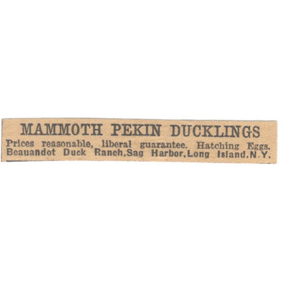 Mammoth Pekin Ducklings Beauandot Duck Ranch Sag Harbor LI NY 1922 Ad AF2-T1