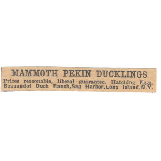 Mammoth Pekin Ducklings Beauandot Duck Ranch Sag Harbor LI NY 1922 Ad AF2-T1