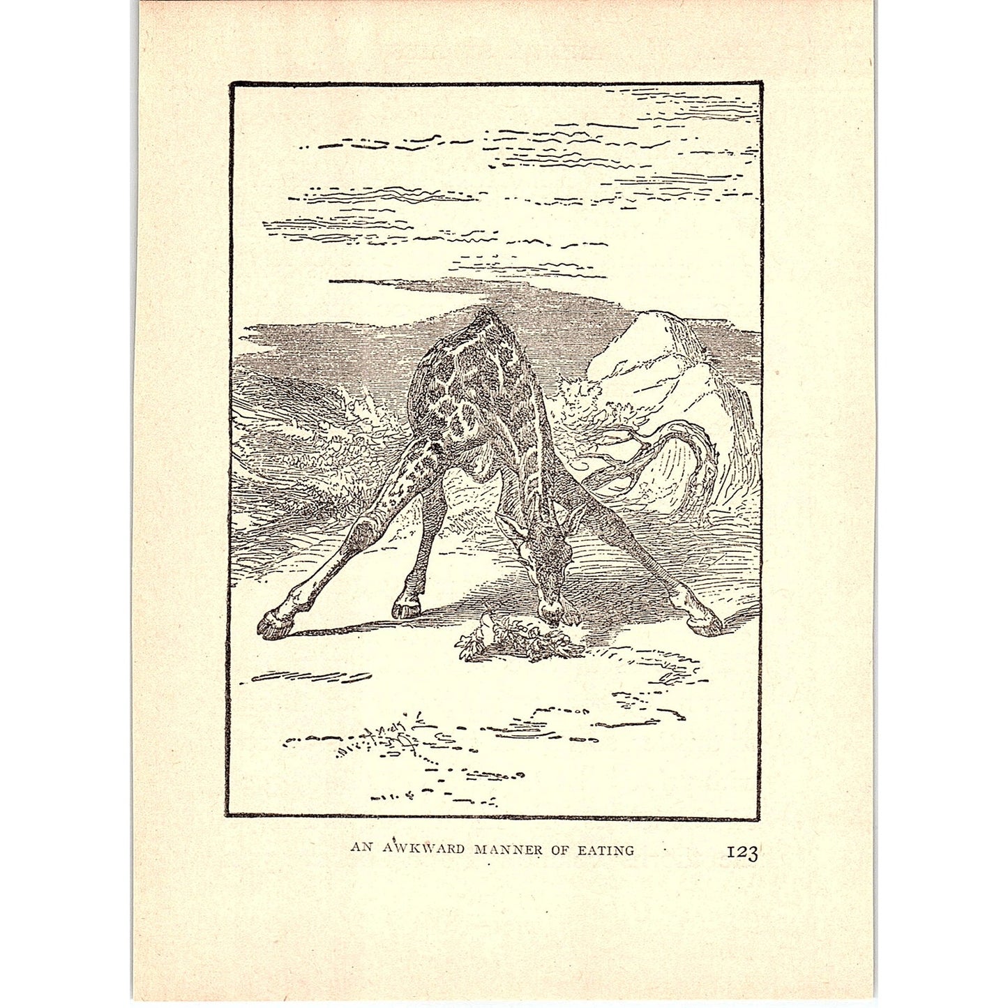 A Giraffe With An Odd Manner of Eating 1902 Engraving Plate AF4-H3
