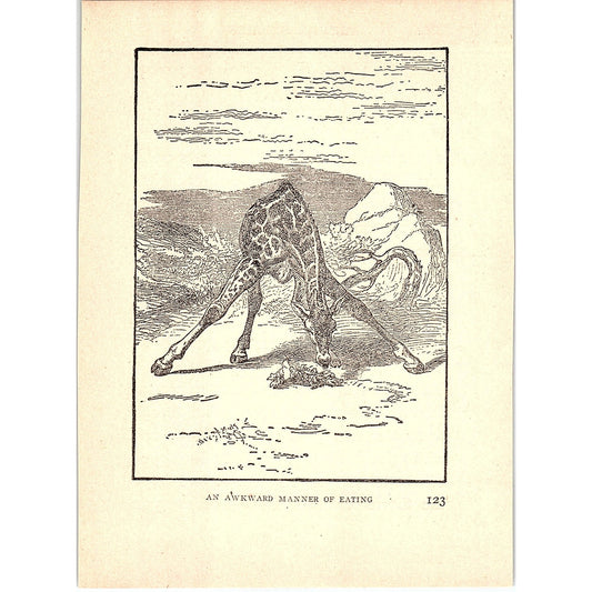 A Giraffe With An Odd Manner of Eating 1902 Engraving Plate AF4-H3