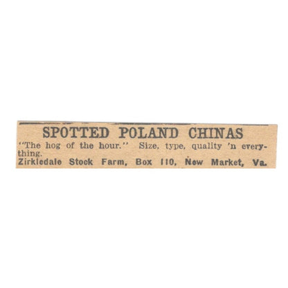 Zirkdale Stock Farm Spotted Poland Chinas New Market VA 1922 Magazine Ad AF2-T2