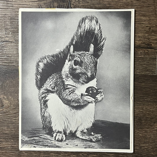 Squirrel Eating Acorn Black and White Photo Print Kitsch 8x10 Art Print V2