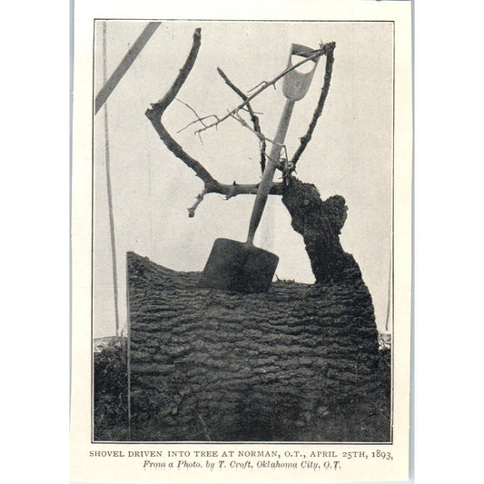 1893 Shovel Driven into a Tree at Norman OK OT 1897 Victorian Photo AE9-TS8