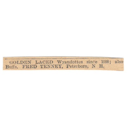 Golden Laced Wyandottes Fred Tenney Peterboro NH 1905 Magazine Ad AF1-NES4