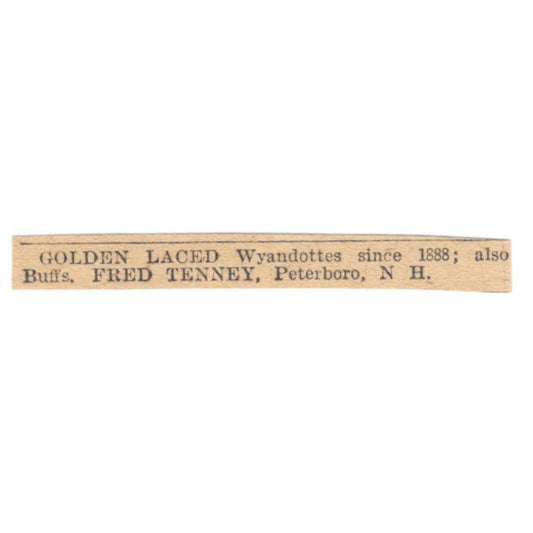 Golden Laced Wyandottes Fred Tenney Peterboro NH 1905 Magazine Ad AF1-NES4