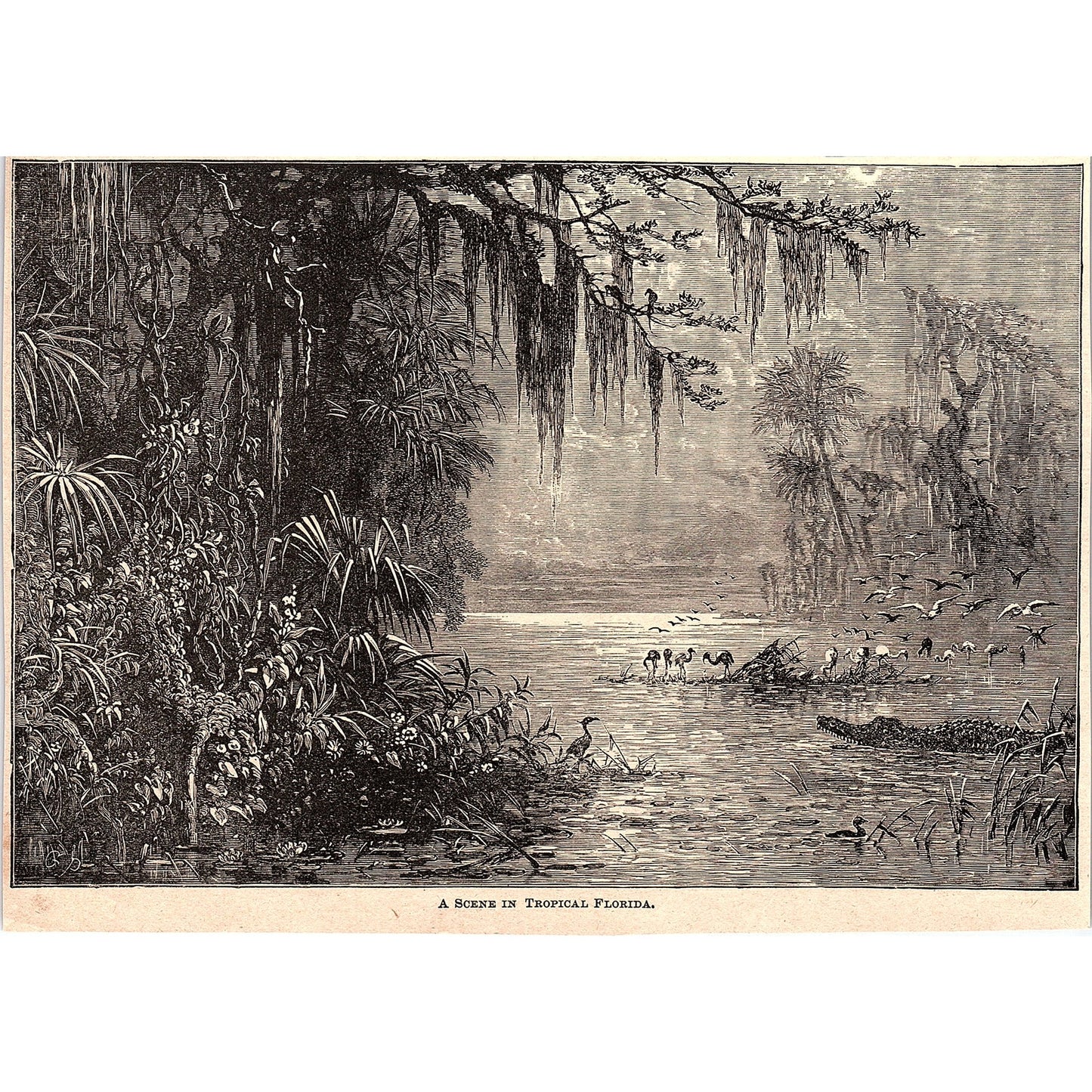 A Scene in Tropical Florida 1894 Art Engraving AG4-8