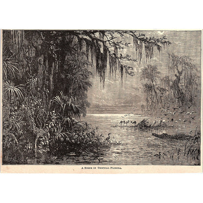 A Scene in Tropical Florida 1894 Art Engraving AG4-8