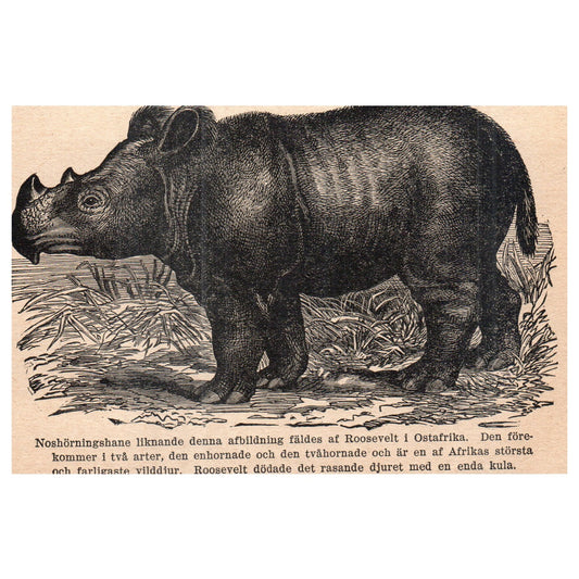Rhino similar to this was captured by Roosevelt in East Africa 1909 Print AF5-13