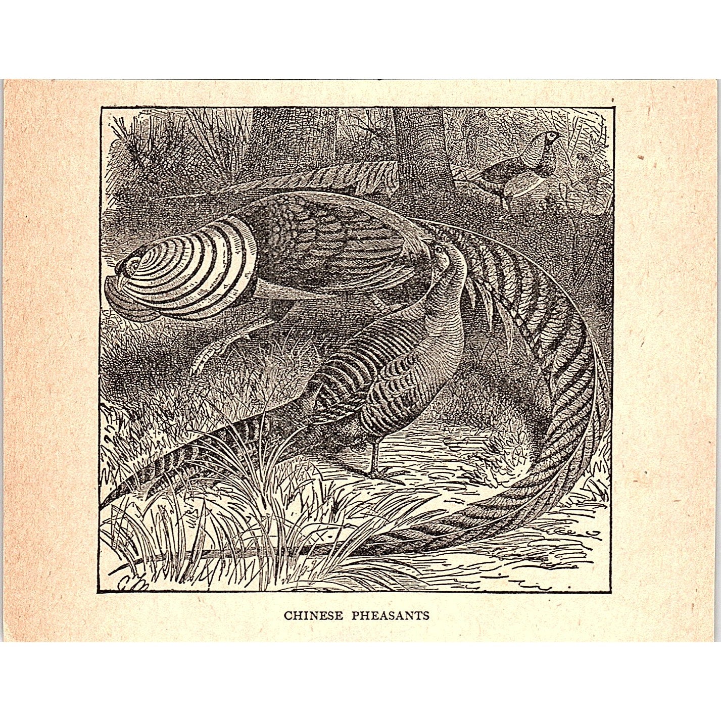 Chinese Pheasant 1902 Engraving Plate AF4-H1