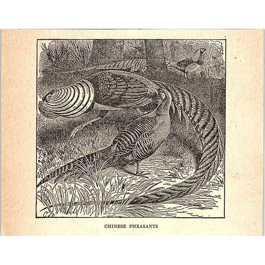 Chinese Pheasant 1902 Engraving Plate AF4-H1