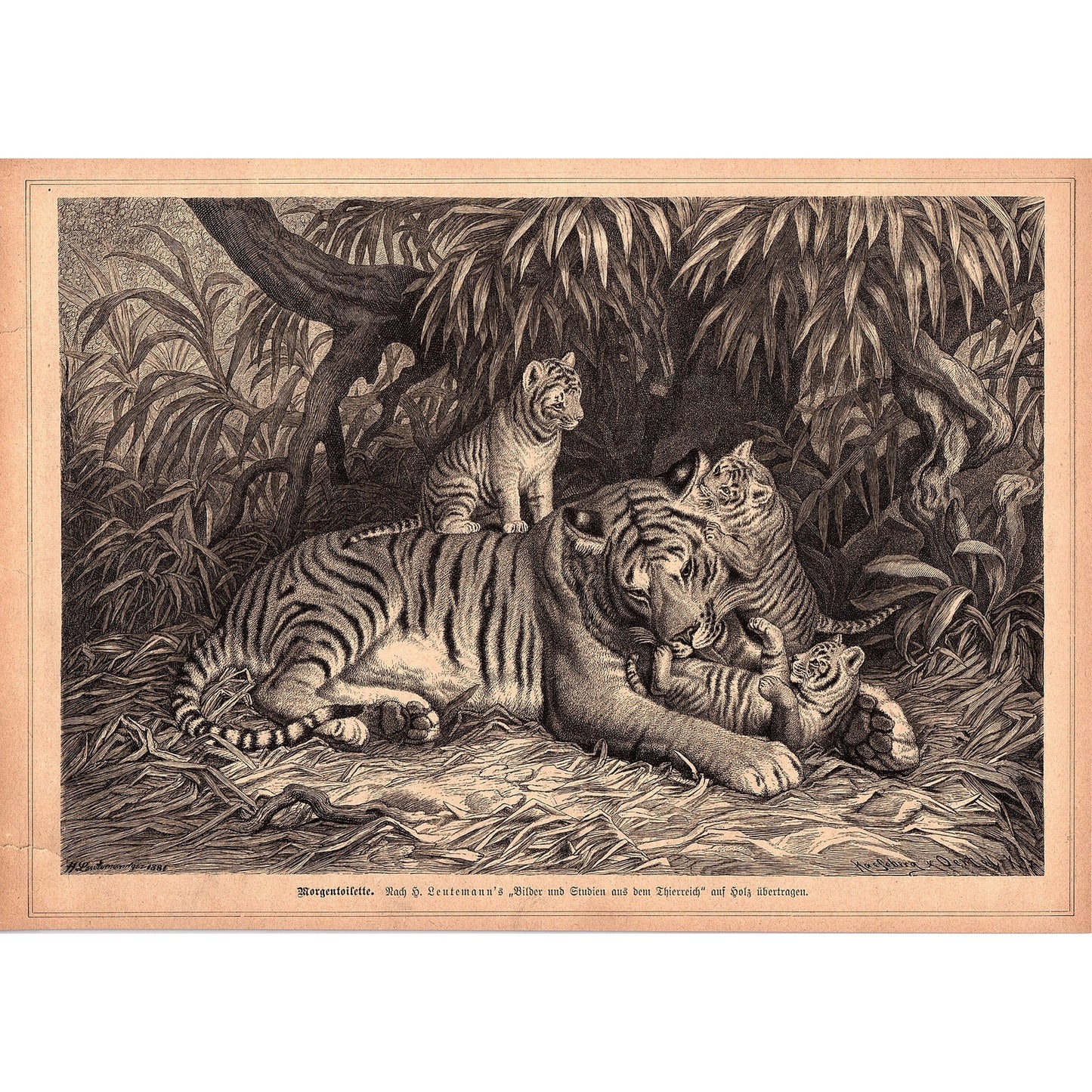 Bengal Tigers - Morning Toilet S. Leutemann 1892 Engraving V1-3