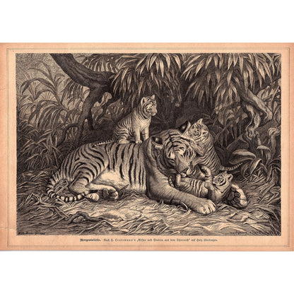 Bengal Tigers - Morning Toilet S. Leutemann 1892 Engraving V1-3