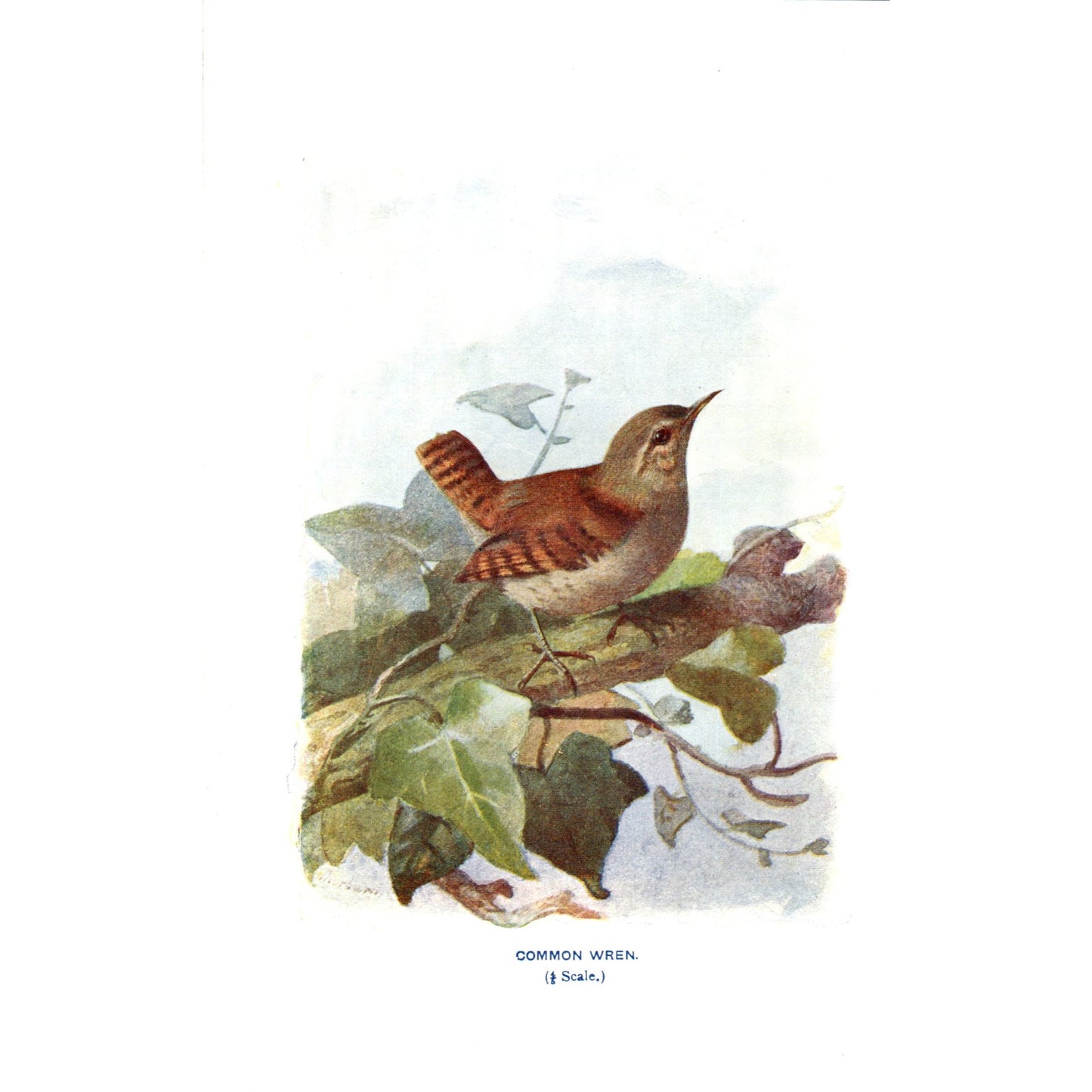Common Wren Bird 1903 Original Color Engraving Plate Print AD8-B3