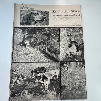 Life Goes Boar Hunting Cherokee National Forest 3 Pages 1940s WWII Article V30-1