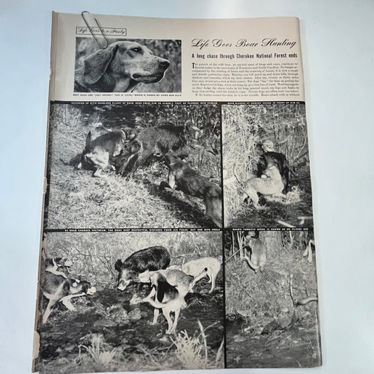 Life Goes Boar Hunting Cherokee National Forest 3 Pages 1940s WWII Article V30-1