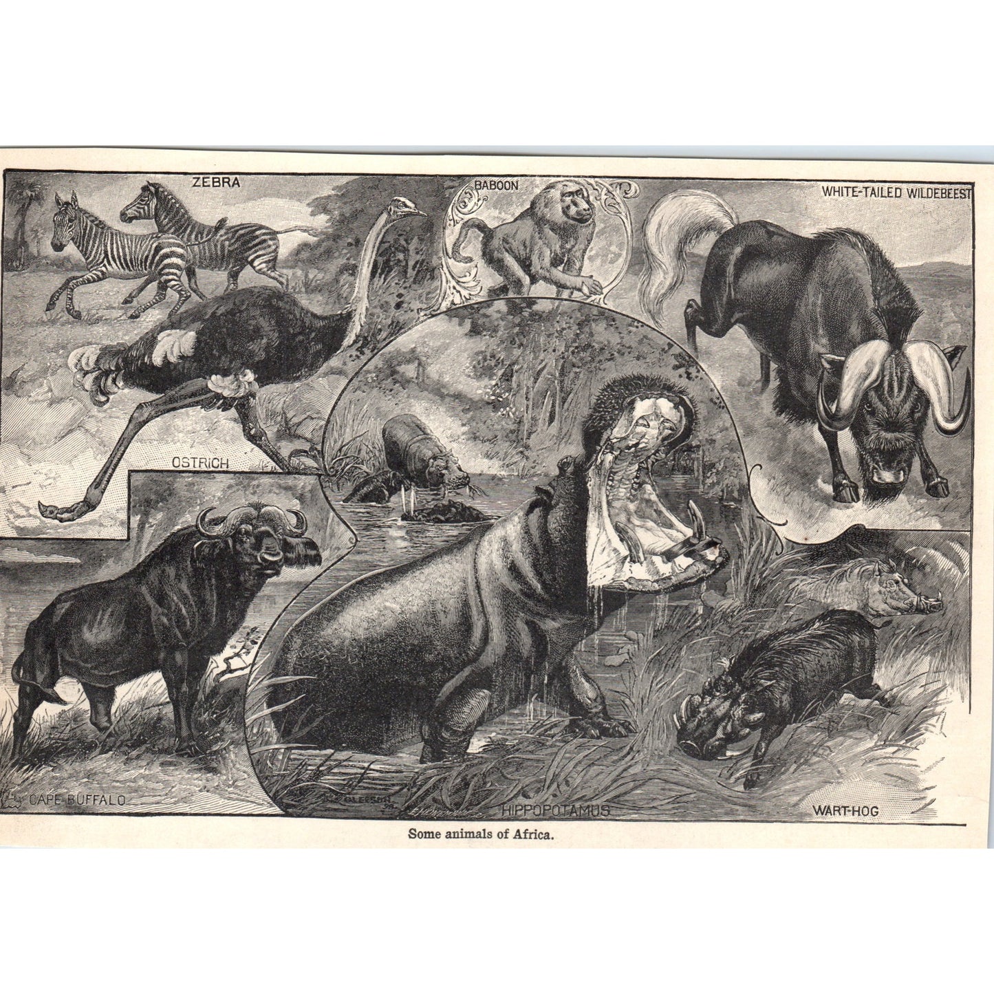 Animals of Africa Zebra Baboon Hippo Warthog Ostrich 1901 Engraving AF2-A6