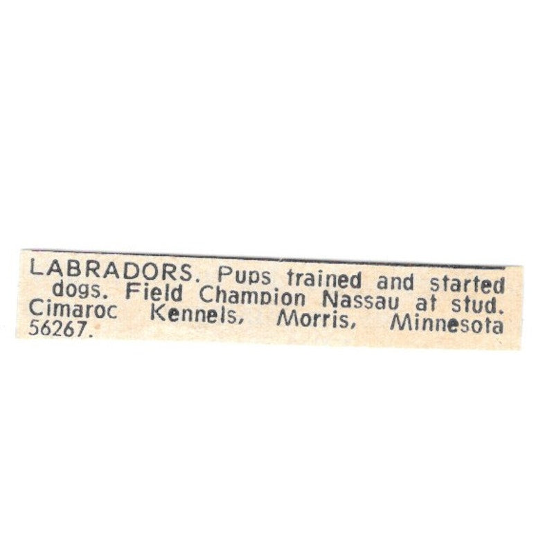 Cimaroc Kennels Labradors Morris MN 1977 Ad AF6-S5