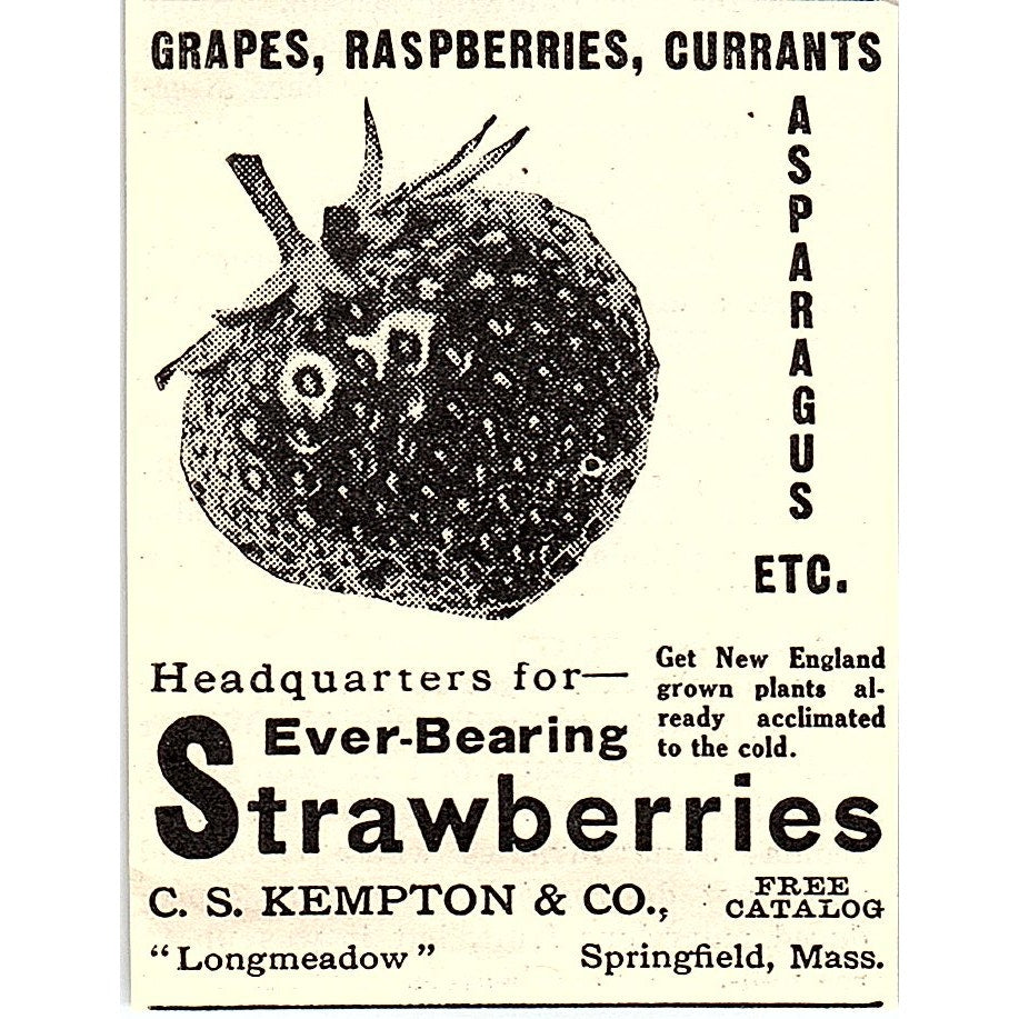 C.S. Kempton & Co Strawberries Springfield MA 1924 Ad AG3-S16
