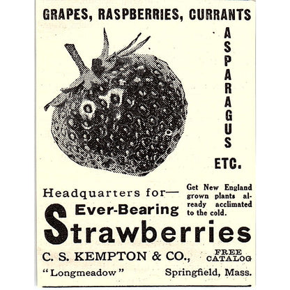 C.S. Kempton & Co Strawberries Springfield MA 1924 Ad AG3-S16
