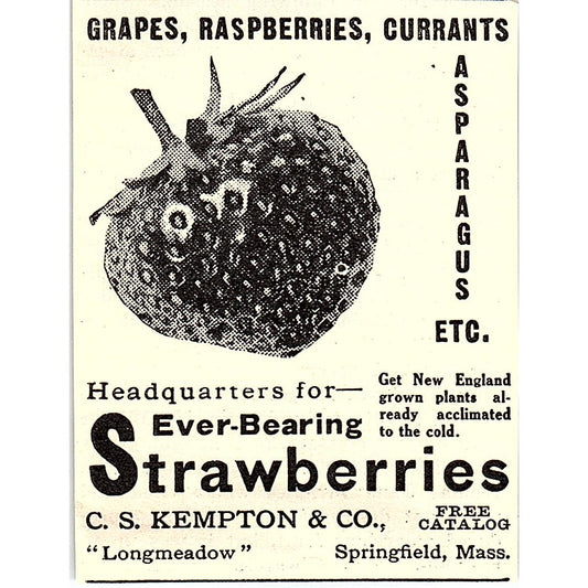 C.S. Kempton & Co Strawberries Springfield MA 1924 Ad AG3-S16