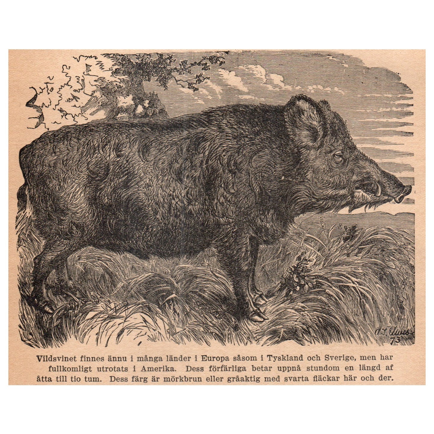 Wild Boar 1909 Swedish Engraving Print AF5-14