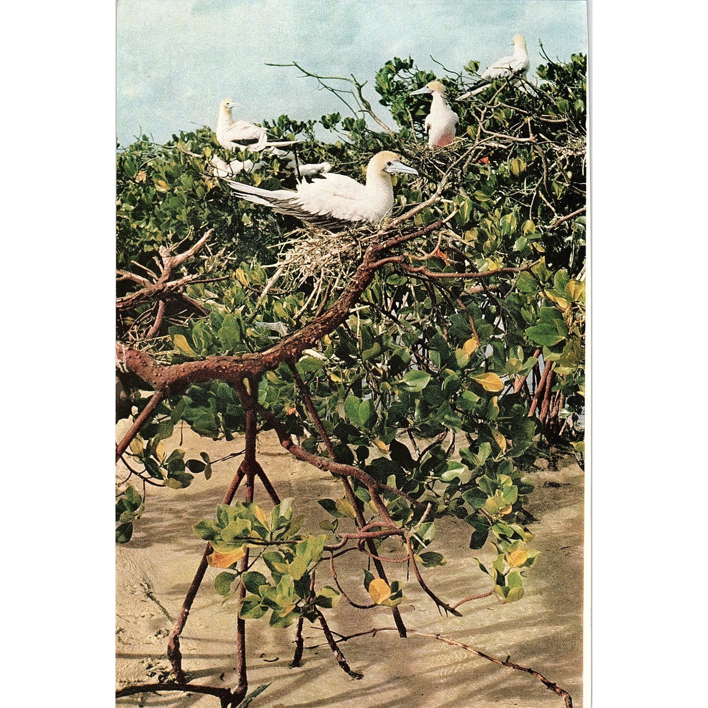 Retro Kitsch Red-Footed Booby Birds Photo Print 6.5x10 V4