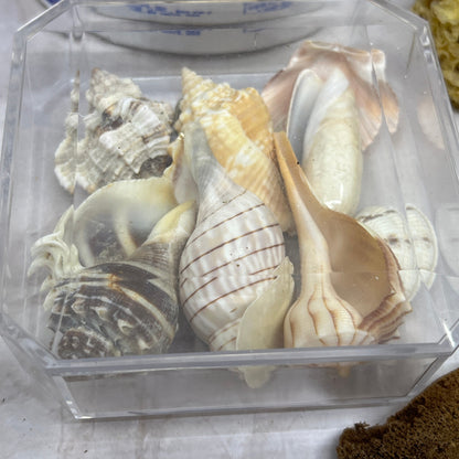 Huge Lot of Assorted Sea Shells Seashells TG7