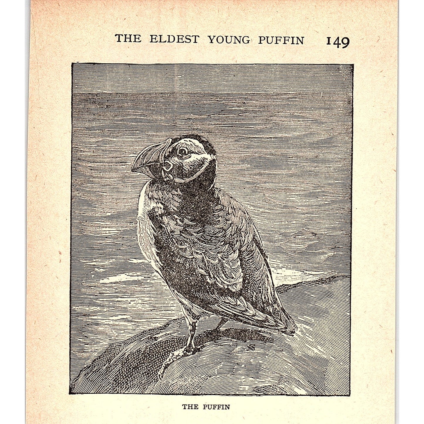 The Puffin 1902 Engraving Plate AF4-H2