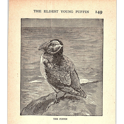 The Puffin 1902 Engraving Plate AF4-H2