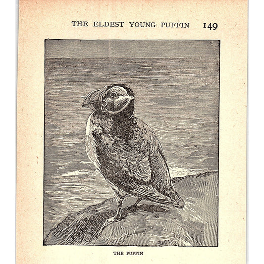 The Puffin 1902 Engraving Plate AF4-H2