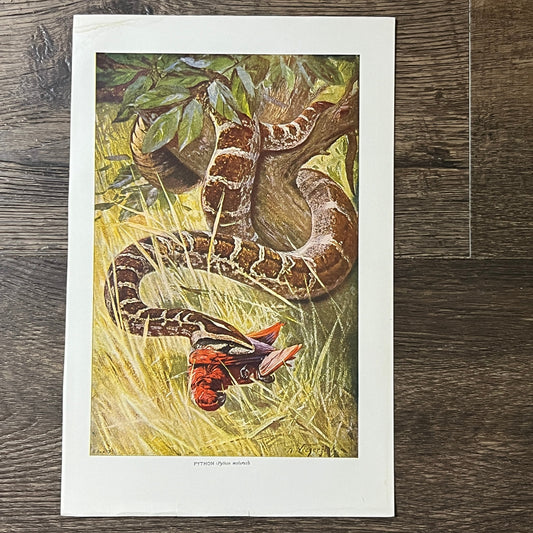 1907 Python Doubleday, Page & Co Color 6x9 Art Print V2