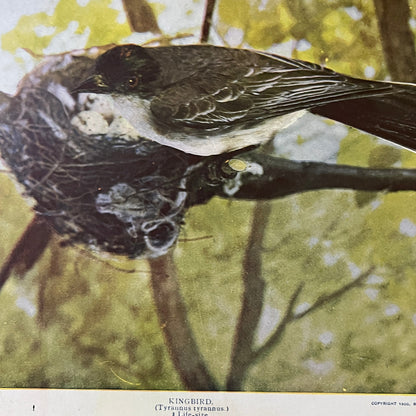 c1900 Original Kingbird Tyrannus Tyrannus Audubon Print A.W. Mumford 9x12 V2