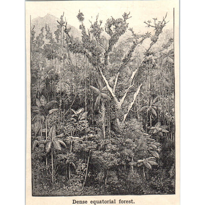 Dense Equatorial Forest 1901 Engraving AF2-P1