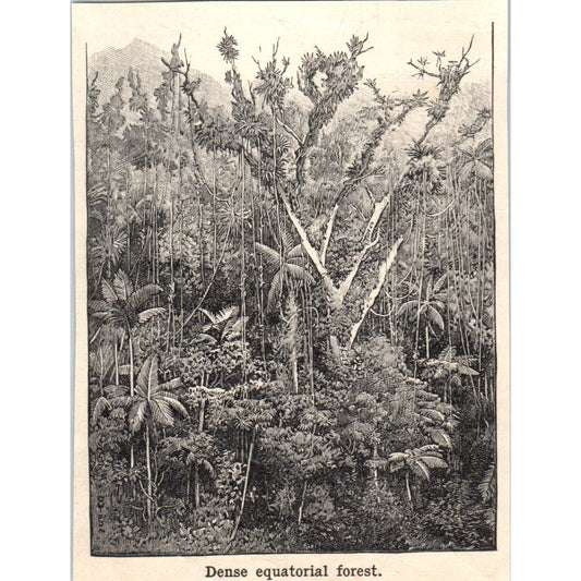 Dense Equatorial Forest 1901 Engraving AF2-P1