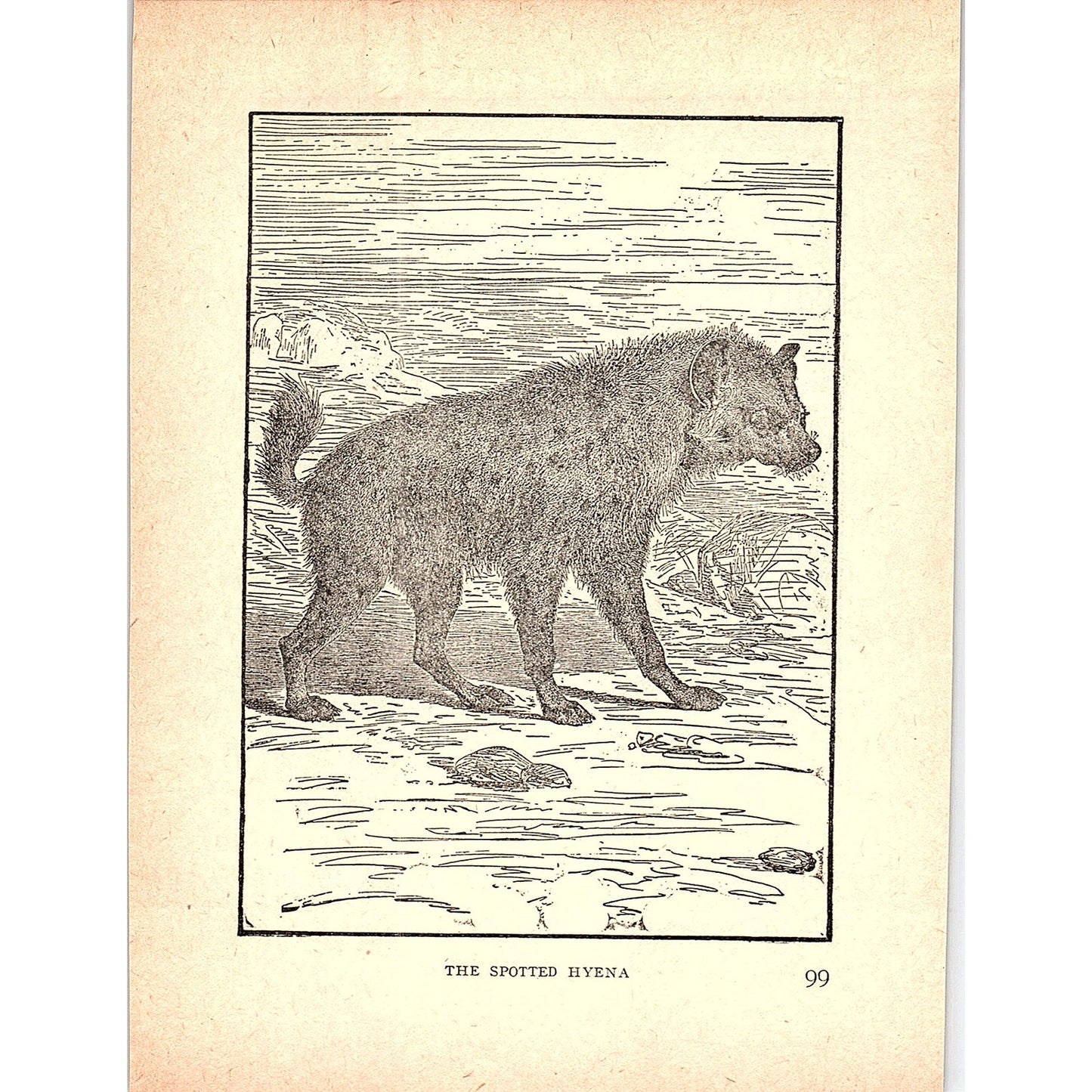 The Spotted Hyena 1902 Engraving Plate AF4-H3