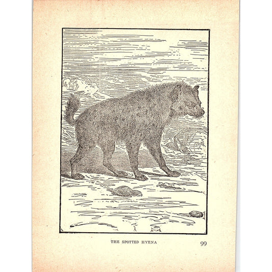 The Spotted Hyena 1902 Engraving Plate AF4-H3