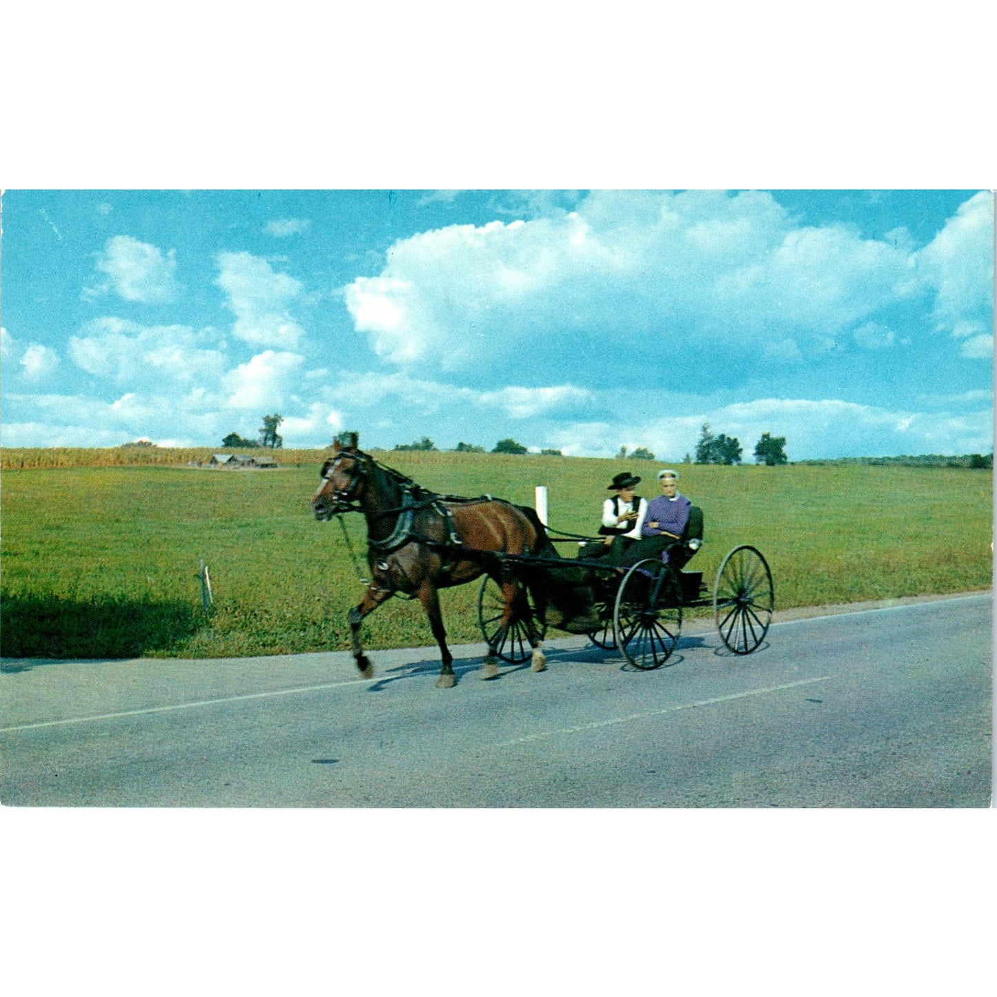 Amish Man & Woman in Courting Buggy Pennsylvania Dutch Country Postcard PD7