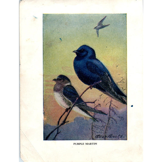 Purple Martin 4.5x.6.25" Allan Brooks 1934 Bird Book Painting Print AF1-BB