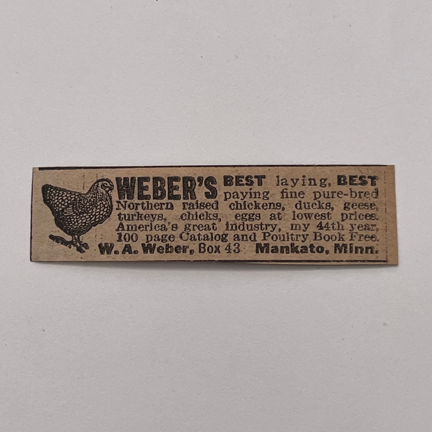 Weber's Best Laying Chickens W.A. Weber Mankato MN 1926 Ad AG3-S1