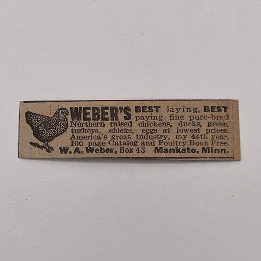 Weber's Best Laying Chickens W.A. Weber Mankato MN 1926 Ad AG3-S1
