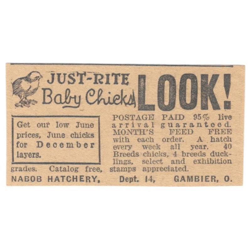 Nabob Hatchery Just-Rite Baby Chicks Gambier Ohio 1922 Magazine Ad AF2-T7